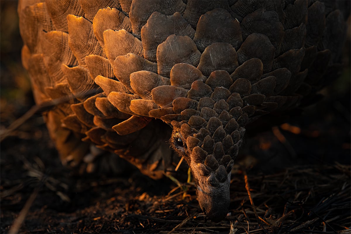 Kruger Nature Photography with Armand Grobler