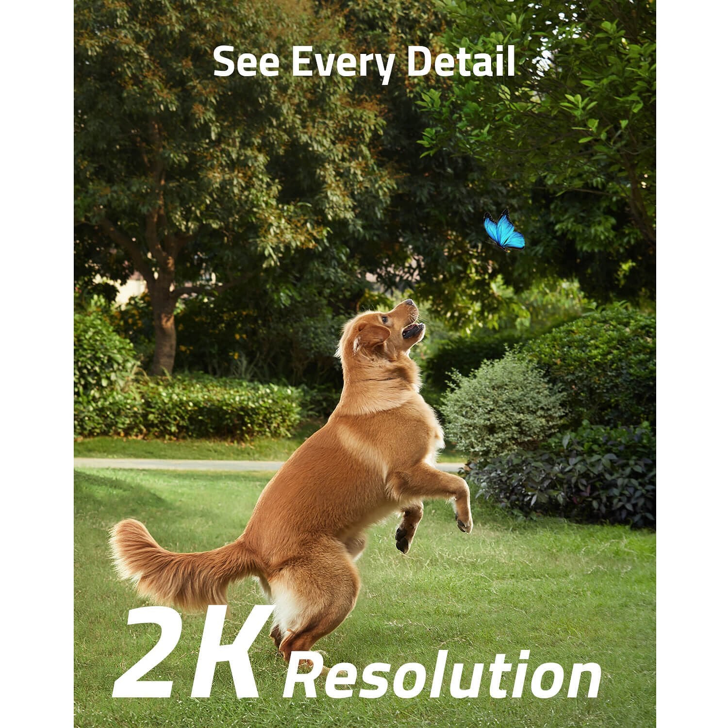 Dog jumping to catch a butterfly with '2K Resolution' text overlay