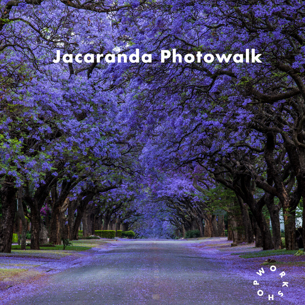 Jacaranda Photowalk