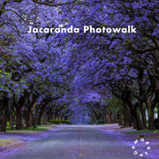 Jacaranda Photowalk