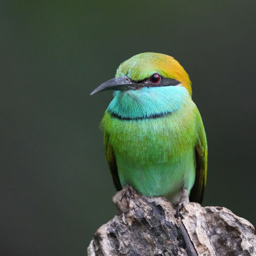 Green bird with a yellow head perched on a branch against a blurred green background