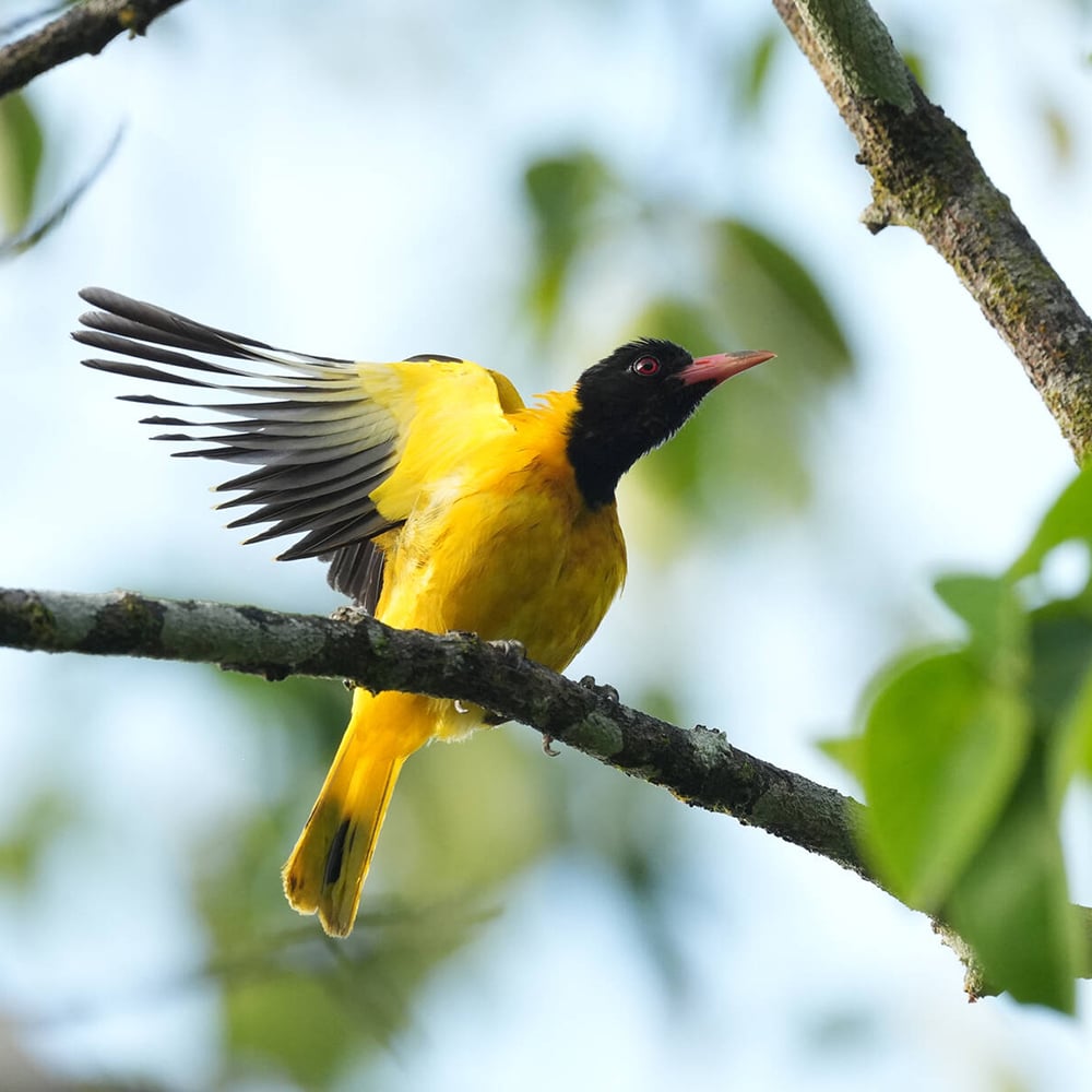 Yellow bird with black head perched on a branch against a blurred green background