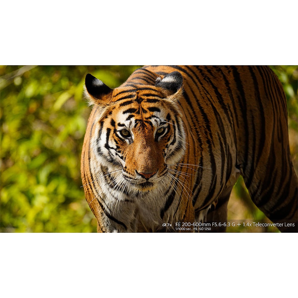 Tiger in a natural setting with blurred greenery
