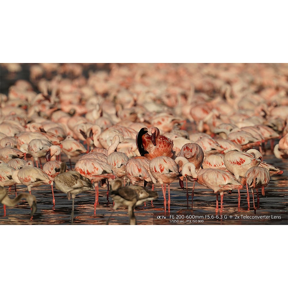 Large group of flamingos in a water body with a blurred background